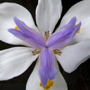 fairy-lilly-20160611-01C2