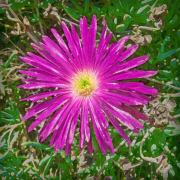 magenta-20160704-01B