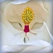 magnolia-blossom-20160704-01C