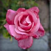 pink-rose-01