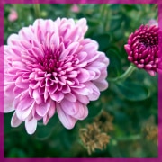 purple-20210827-10x10-1