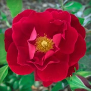 rose-20170423-01B
