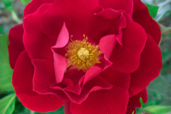 rose-20170423-01B
