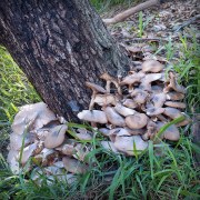 1_mushroom-colony-20221220-02-4x4