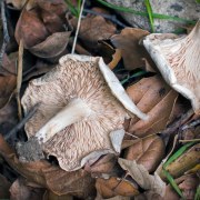 MUSHROOM-20221226-01-4x4