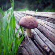 MUSHROOM-LOG-20230113-01-10x10