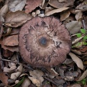 MUSHROOM-LOG-20230114-01-10X10
