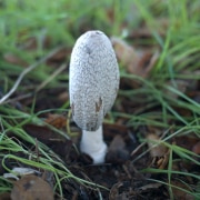 mushroom-01-20221202-01