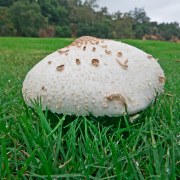 mushroom-20170921-07