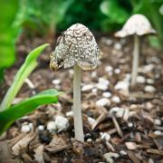 mushroom-20180313-02B