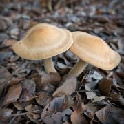 mushroom-20180522-06B