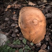 mushroom-20211102-01-10x10