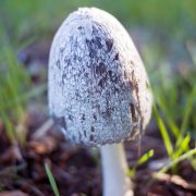 mushroom-20221202-02-10x10