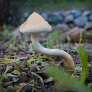 mushroom-20230106-01