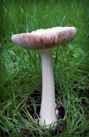 mushroom-20230108-04-11x17