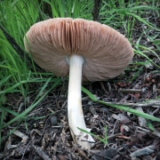 mushroom-20230108-05B-10x10