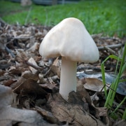 mushroom-20230113-01-10x10