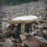 mushroom-20230113-02-10x10