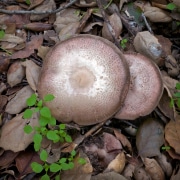 mushroom-20230113-05-10x10