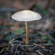 mushroom-20230121-01-10x10