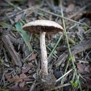 mushroom-20230121-03-10x10