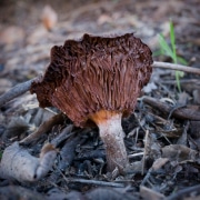 mushroom-20230125-01-10x10