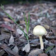 mushroom-20230131-01-10x10