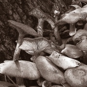 mushroom-colony-20221220-10x10