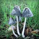 mushroom-family-20221203-01-4x4
