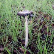 mushroom-inkspot-20221203-02-10x10