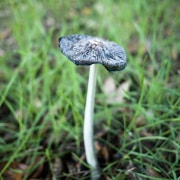 mushroom-inkspot-20221203-03-10x10