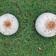 mushrooms-20170921-01B