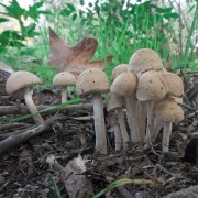 mushrooms-20211117-03-10x10