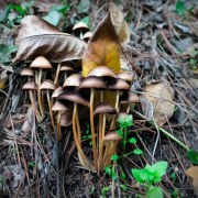 mushrooms-20211222-03-10x10