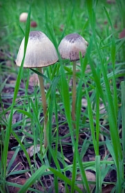 mushrooms-20230108-08-11x17