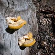 mushrooms-tree-stump-20221019-02-10x10