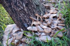 1_mushroom-colony-20221220-02-4x4