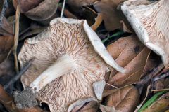 MUSHROOM-20221226-01-4x4