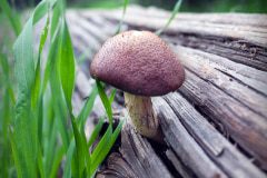MUSHROOM-LOG-20230113-01-10x10
