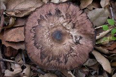 MUSHROOM-LOG-20230114-01-10X10