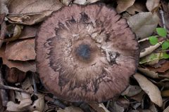 MUSHROOM-LOG-20230114-01-10X10