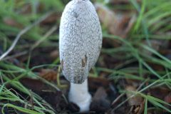 mushroom-01-20221202-01
