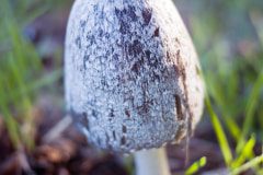 mushroom-20221202-02-10x10