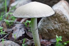 mushroom-20221221-01-4x4