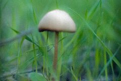 mushroom-20221225-01-4x4