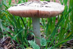 mushroom-20221228-01-4x4