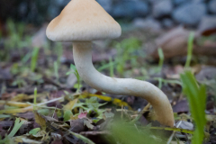 mushroom-20230106-01