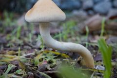mushroom-20230106-01