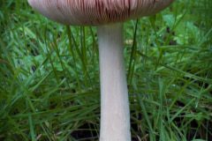 mushroom-20230108-04-11x17