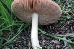 mushroom-20230108-05B-10x10